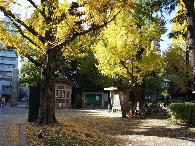 東京大学正門の銀杏の樹